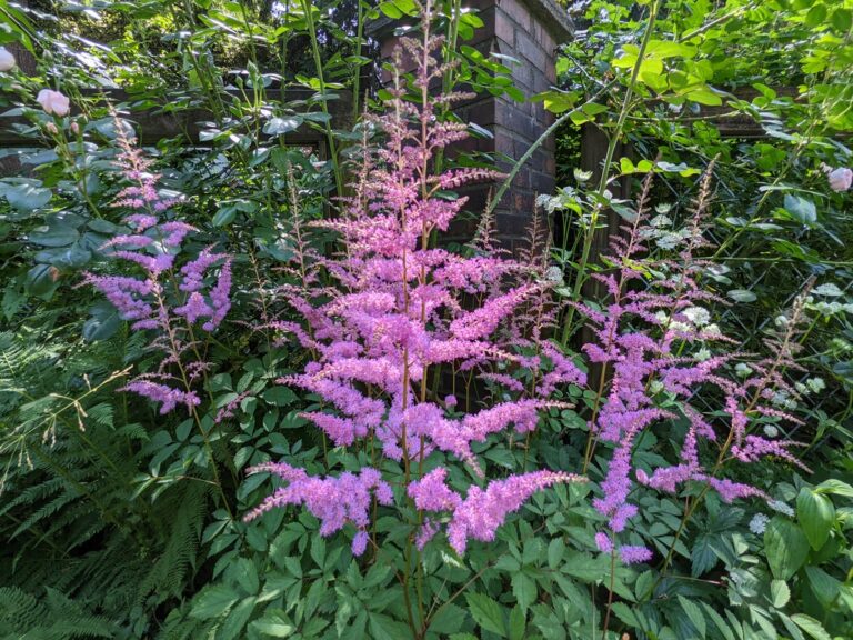 12 Best Companion Plants for Hostas