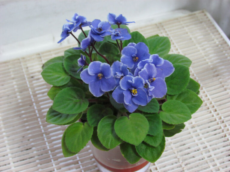 5 Reasons Why Your African Violets Are Not Blooming and How to Make Them Flourish