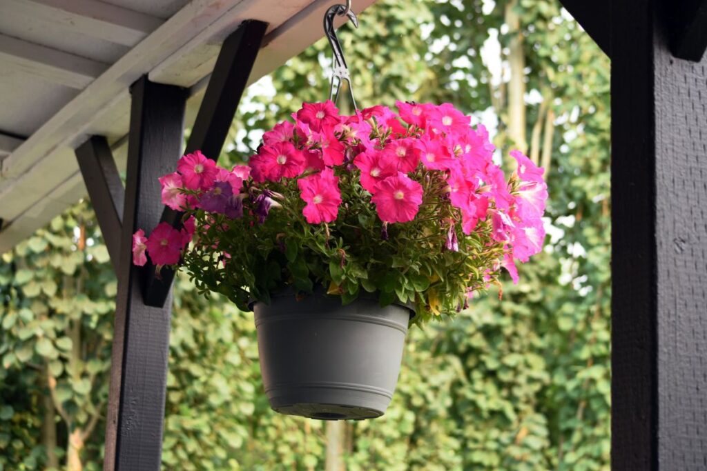 6 Key Tips for Caring for Hanging Petunias