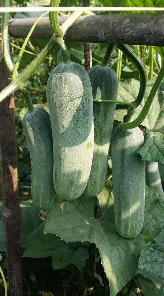 6 Tips For Growing A Plentiful Cucumber Crop