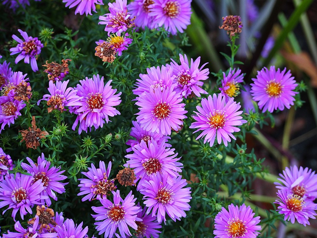 Asters