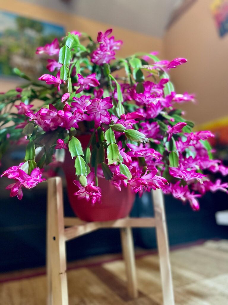 Avoid Making These 10 Deadly Mistakes With Your Christmas Cactus