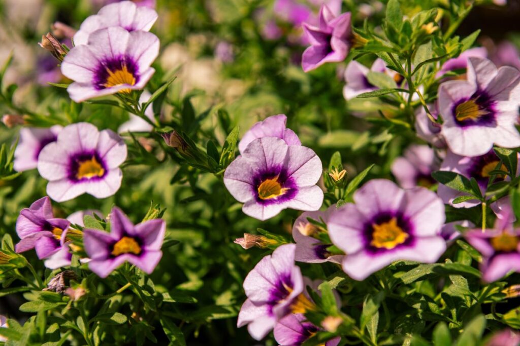 Best Plants to Grow With Petunias