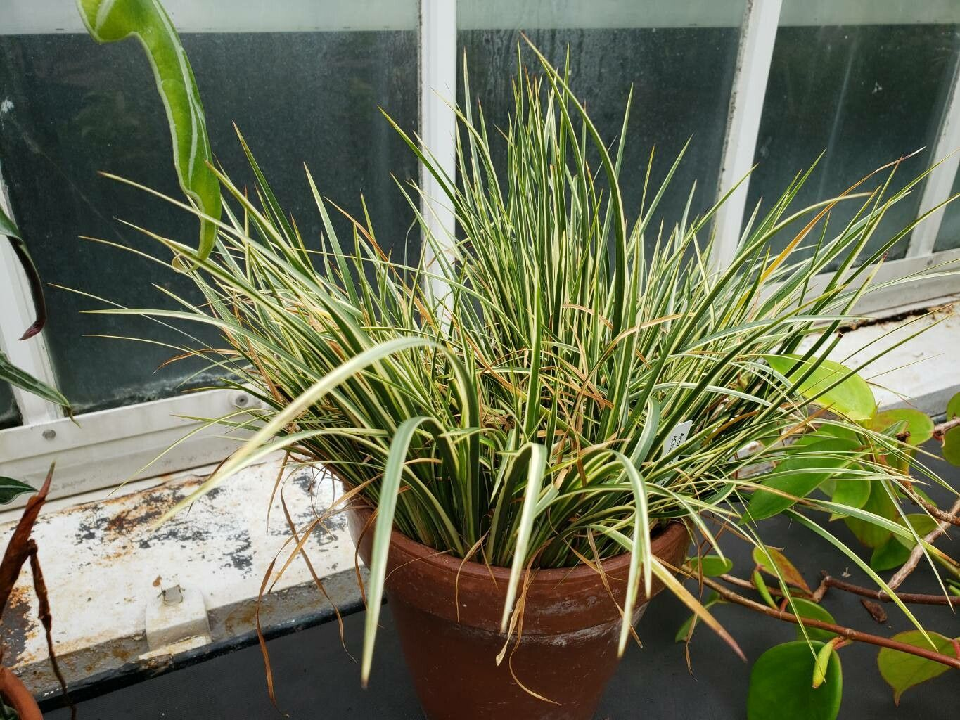 Carex Evergold