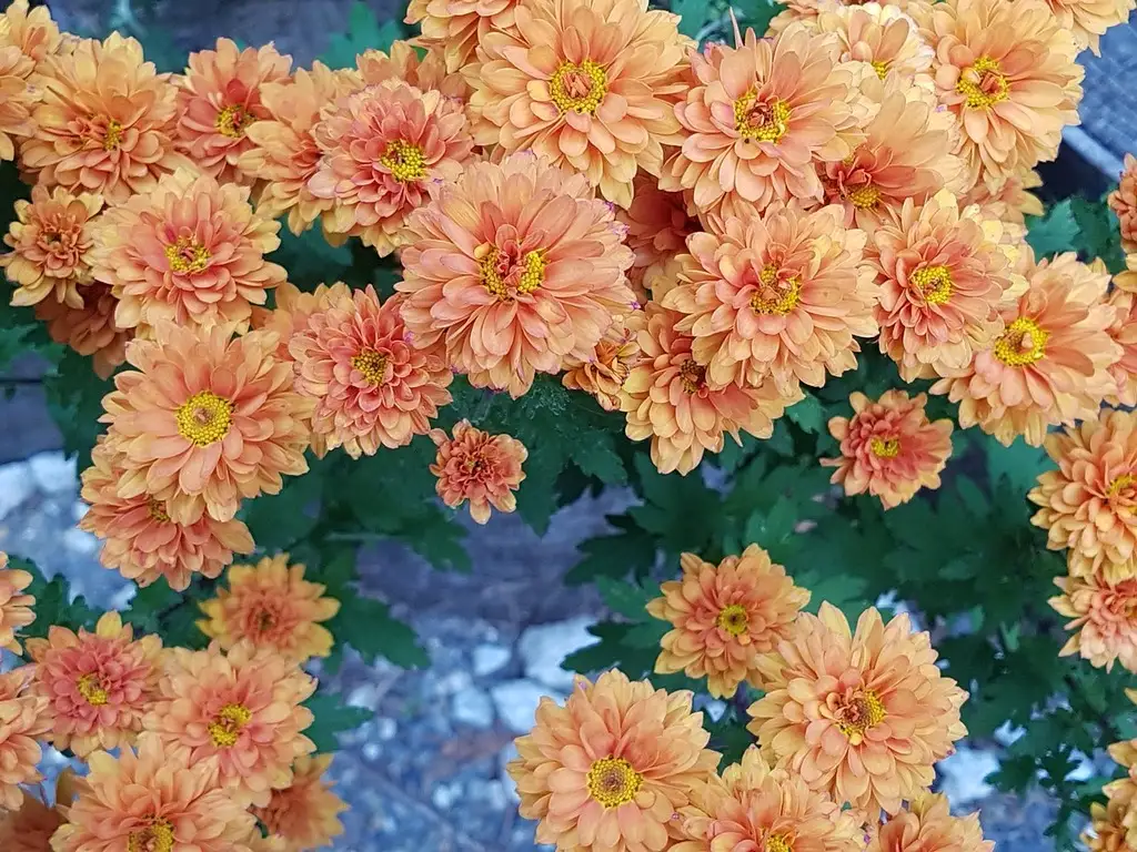 Chrysanthemums