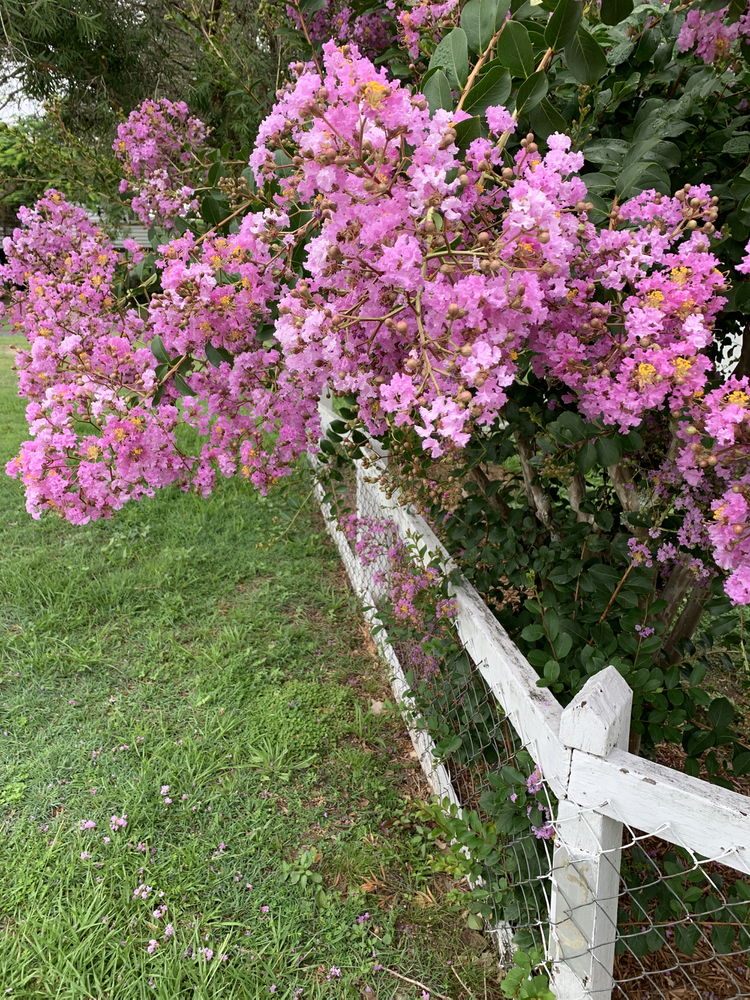 Crepe Myrtle