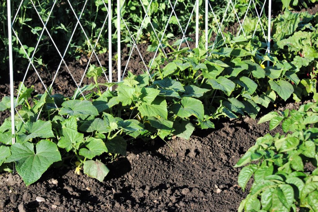 Determine Trellis Height