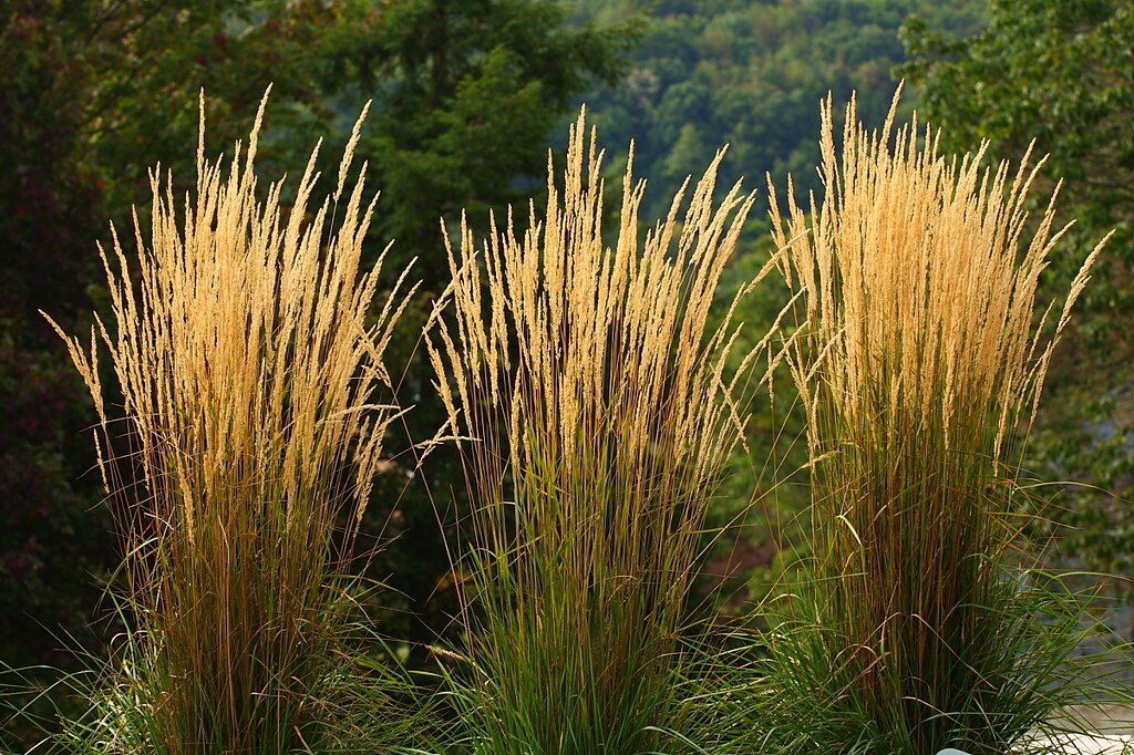 Feather Reed Grass