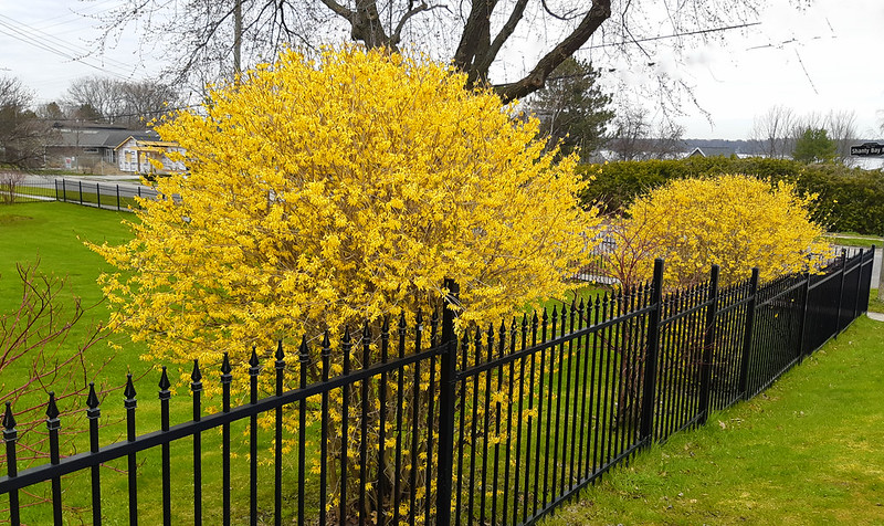 Forsythia