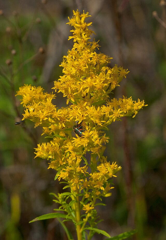 Goldenrod