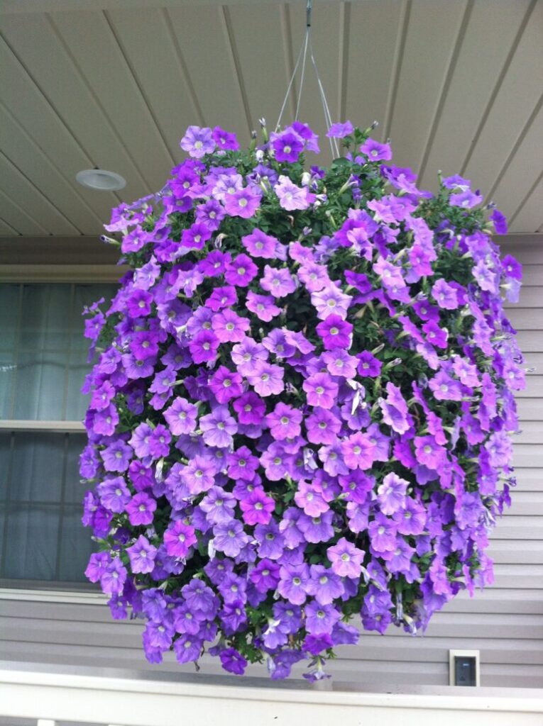 How To Grow and Care For Petunias in Hanging Baskets