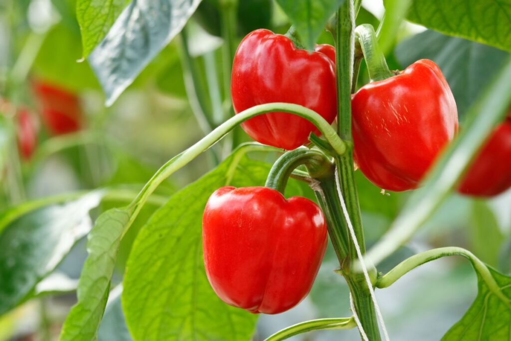 How to Grow Bell Peppers From Seeds