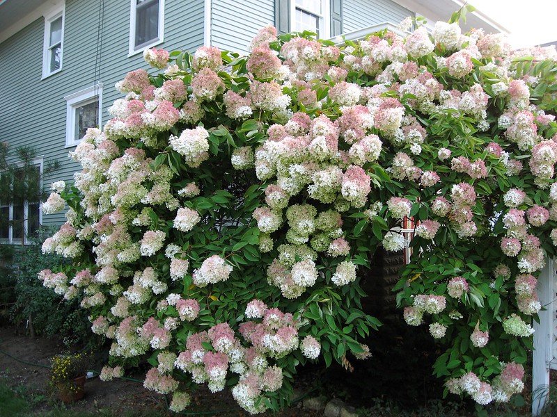 Hydrangea Tree