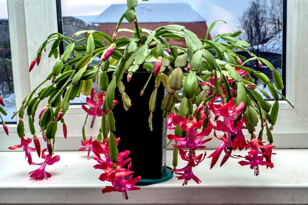 Is Pruning a Christmas Cactus Necessary