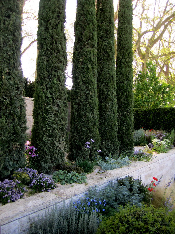 Italian Cypress