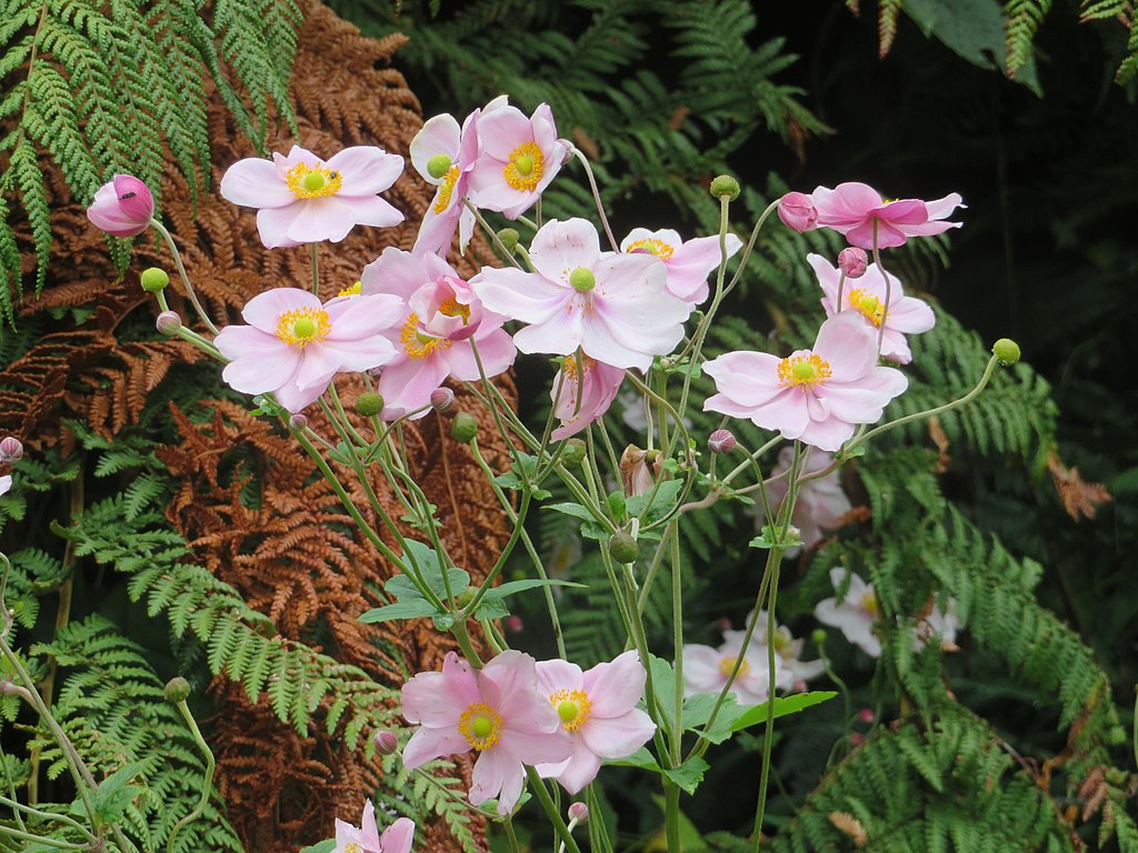 Japanese Anemones