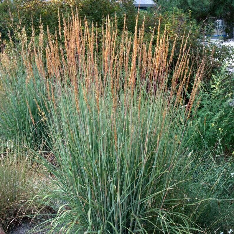 Little Bluestem