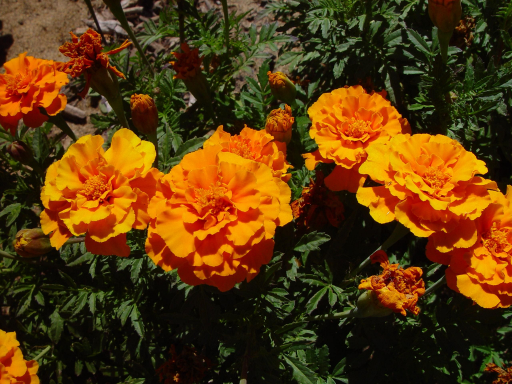 Marigolds