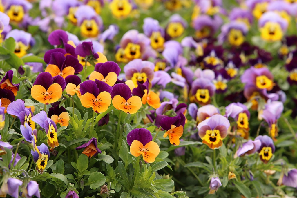 Pansies