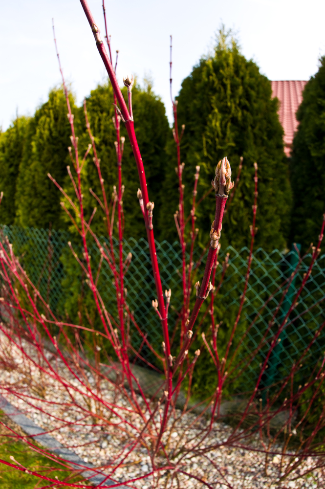 Red Twig Dogwood