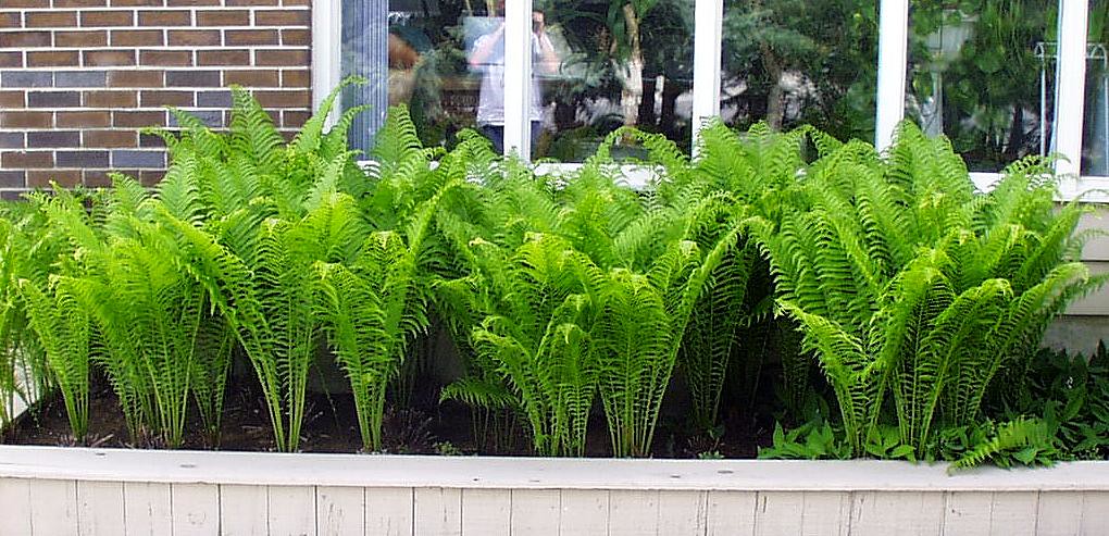 Revitalize Ferns