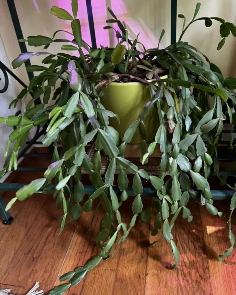 Why, How, and When to Prune a Christmas Cactus