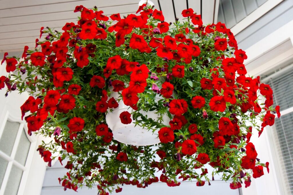 Why Plant Petunias in Hangers