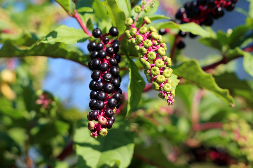 Why Pokeweed Is a Problem Plant