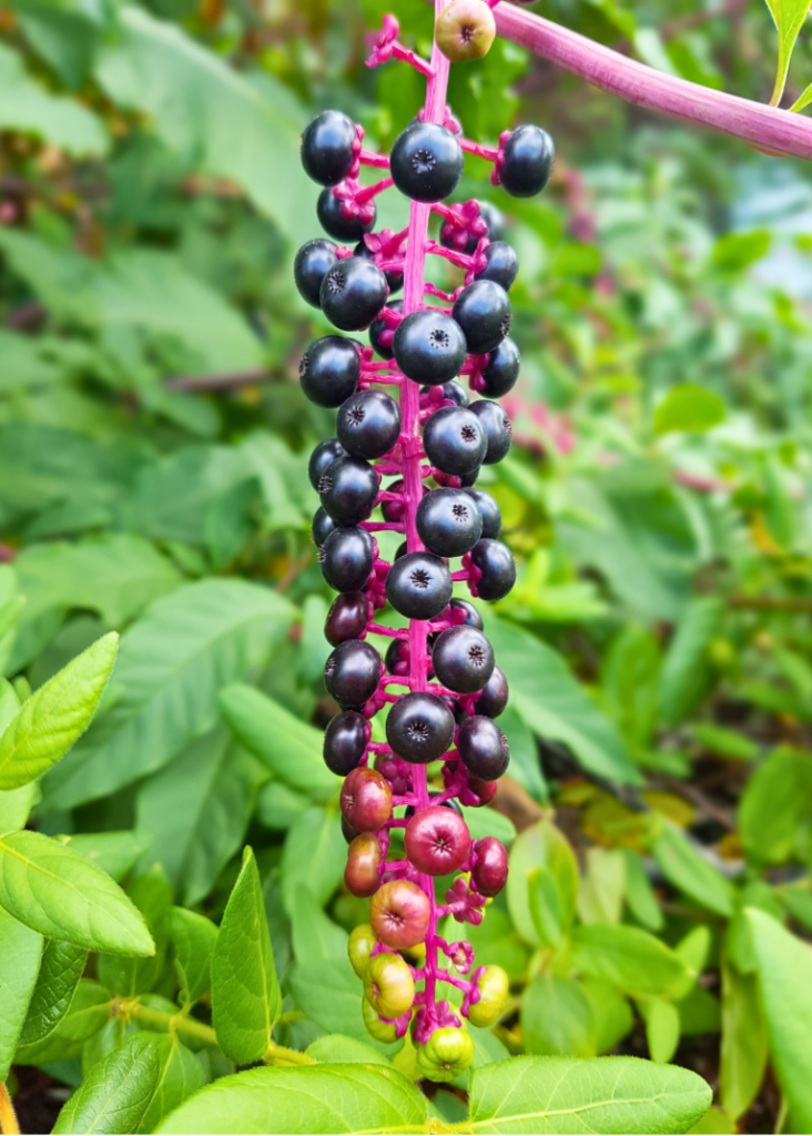 Why You Should Never Let This Toxic Plant in Your Garden